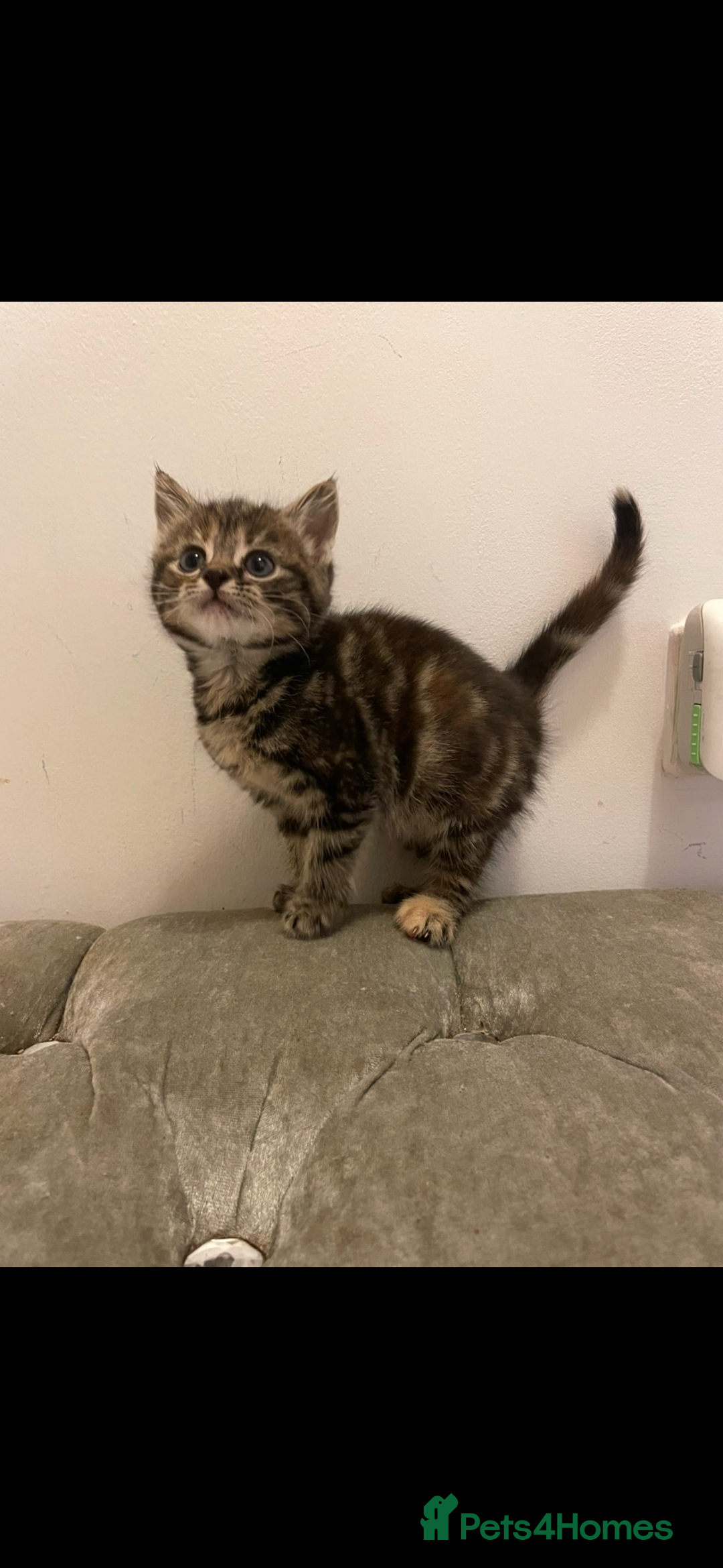 Mixed Breed cats for sale: Gorgeous kittens ready for new homes now  - Advert 9