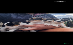 Jack Russell dogs for sale: rough coated Jack Russell  - Image 2