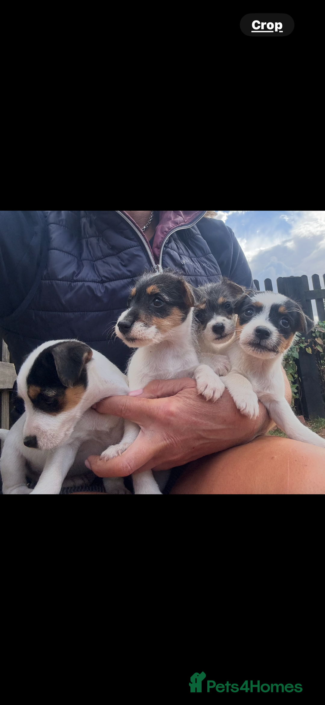 Jack Russell dogs for sale: rough coated Jack Russell  - Image 2