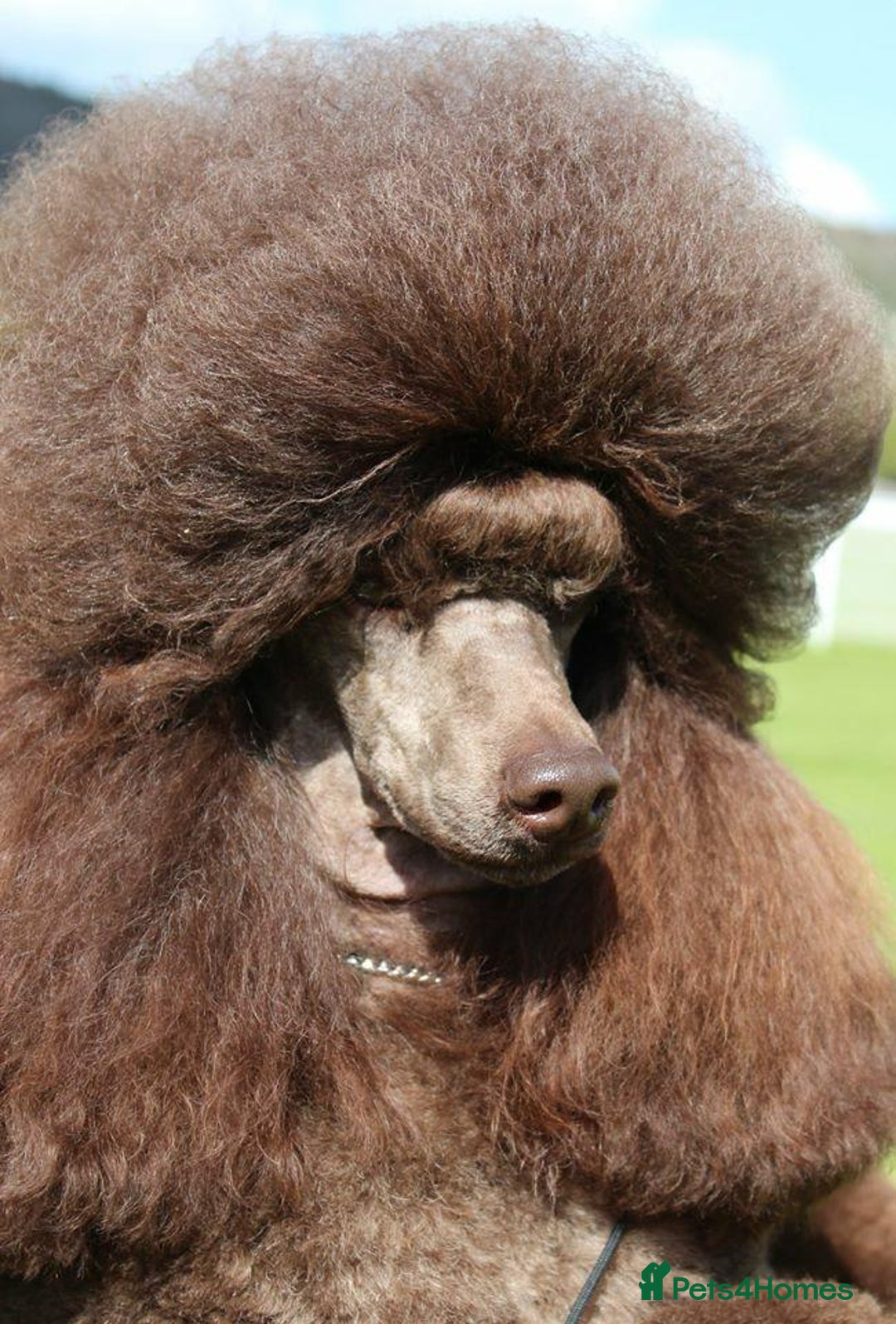 Miniature Poodle dogs for sale: Beautiful Girls!!! - Advert 11