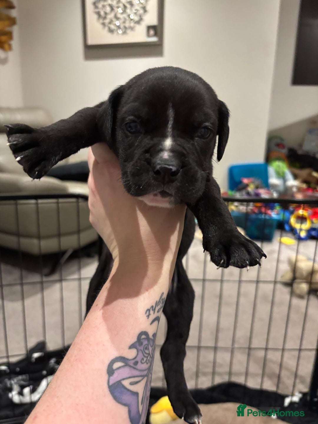 Mixed Breed dogs for sale: canó corso cross british bulldog puppy’s  - Image 7