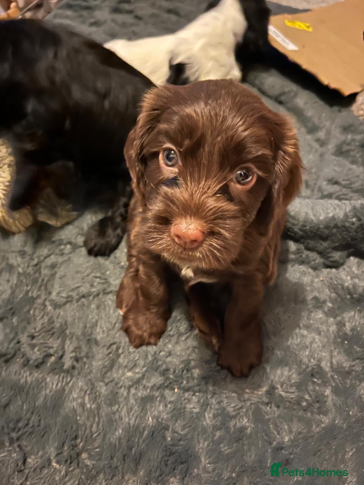 Cockapoo dogs Beautiful, loving cockapoos F2b - Advert 14