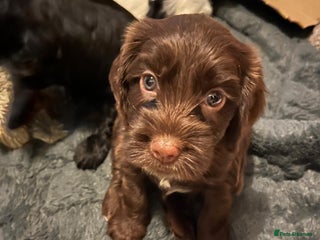 Cockapoo dogs Beautiful, loving cockapoos F2b - Advert 14