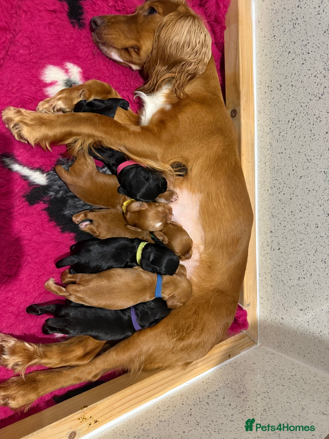 Cocker Spaniel dogs for sale: Gorgeous kc working cocker spaniel puppy - Advert 12