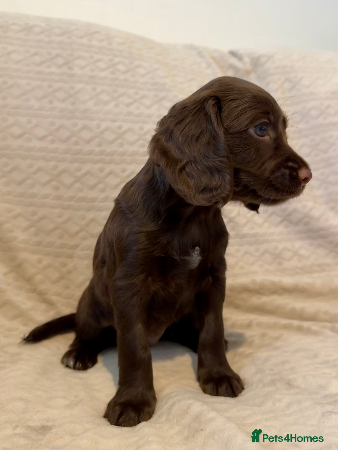 Cocker Spaniel dogs for sale: Last red girl left ready to leave now - Advert 13