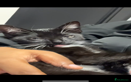 British Shorthair cats for sale: Male Tuxedo Kitten- Sale Lei/london - Image 1