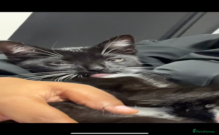 British Shorthair cats - Advert 1