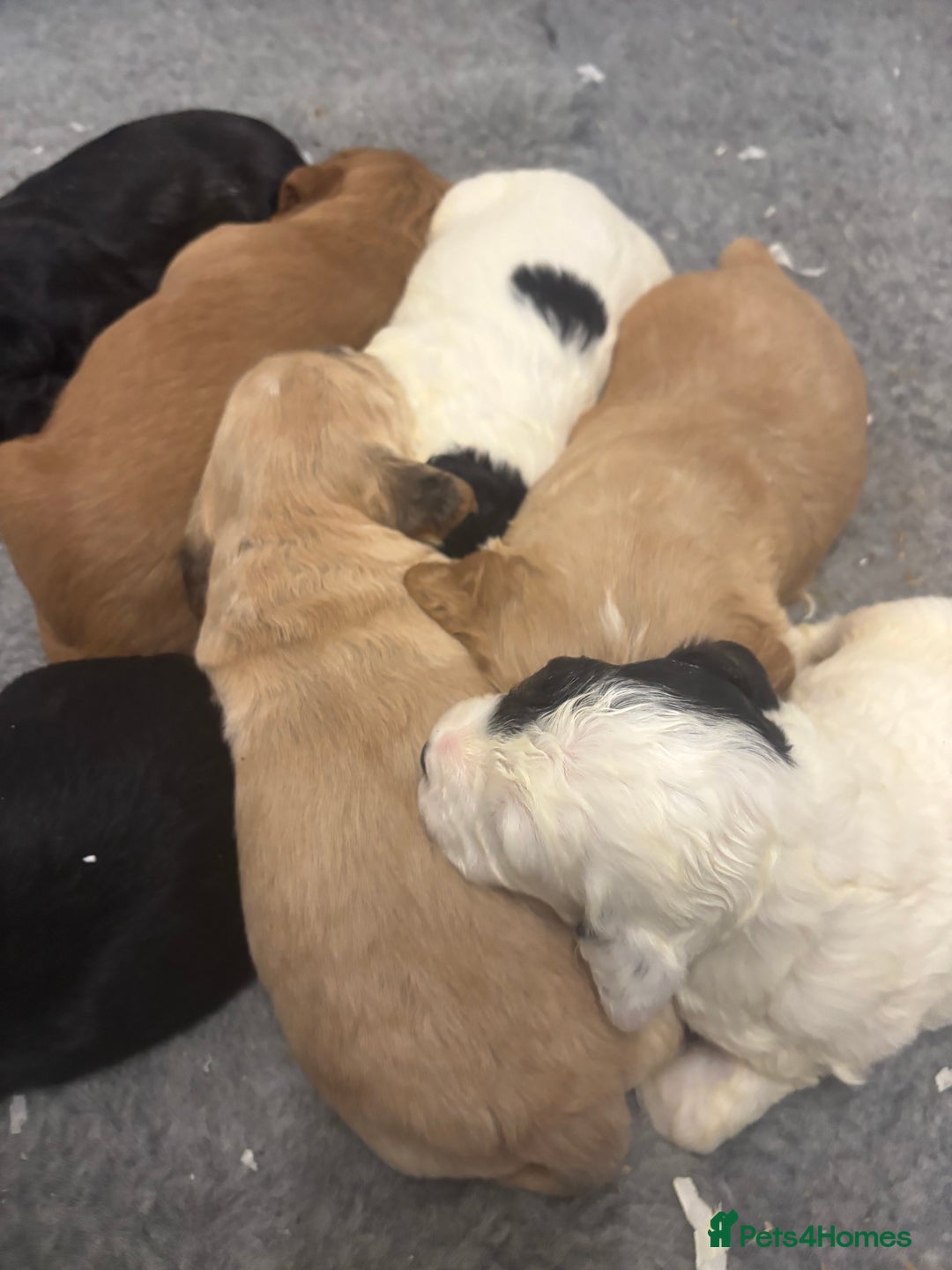 Cockapoo dogs for sale: Stunning F1 Cockapoos - Show H/Tested KC Parents!! - Advert 7