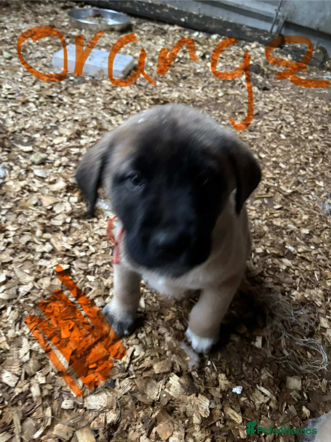 Anatolian Shepherd dogs for sale: Beautiful litter 5 girls left  - Advert 33