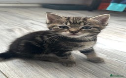 Mixed Breed cats for sale: Beautiful ragdoll x babies  in Ellesmere Port - Image 4