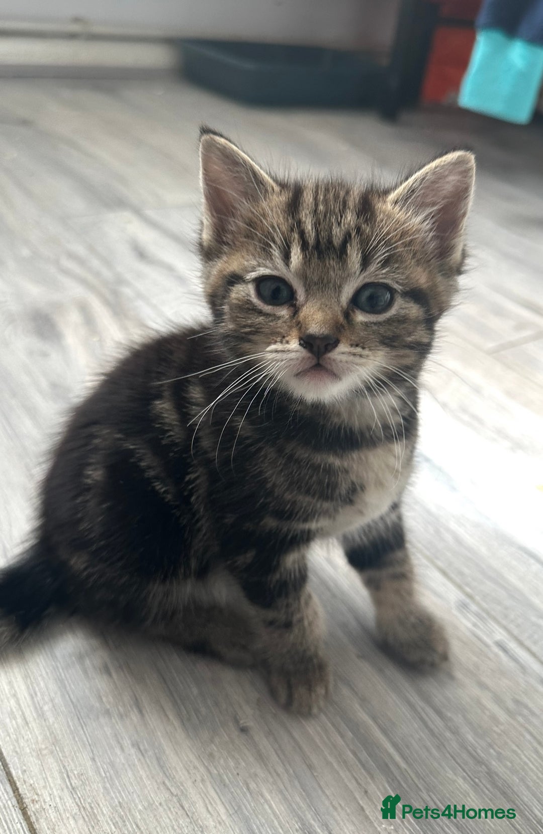 Mixed Breed cats for sale: Beautiful ragdoll x babies  in Ellesmere Port - Image 4
