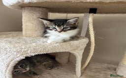 Mixed Breed cats for sale: Two lovely boys - Image 22