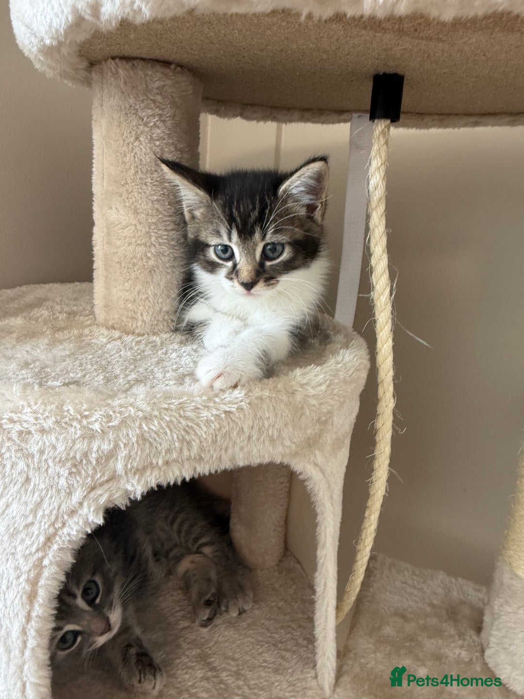 Mixed Breed cats for sale: Two lovely boys - Image 22