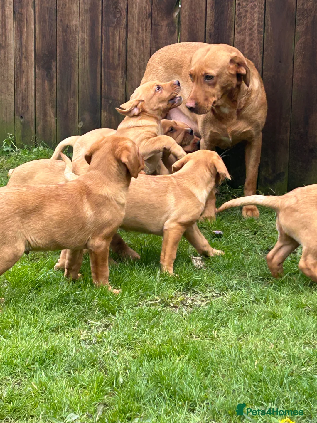 Labrador Retriever dogs for sale: Outstanding Labrador puppies  in Bishop Auckland - Advert 1