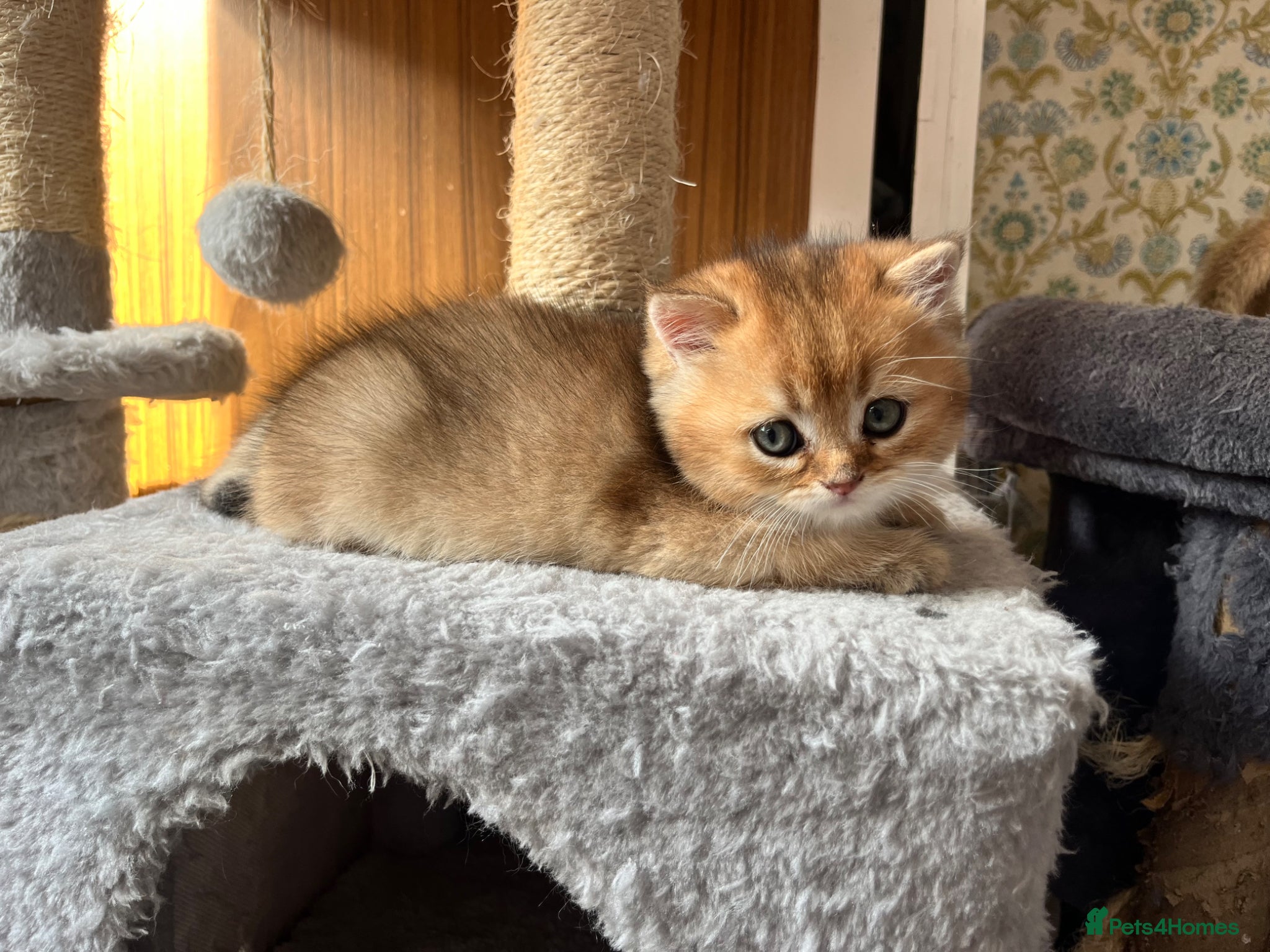 British Shorthair cats Registered Black golden shaded British shorthairs  - Advert 10