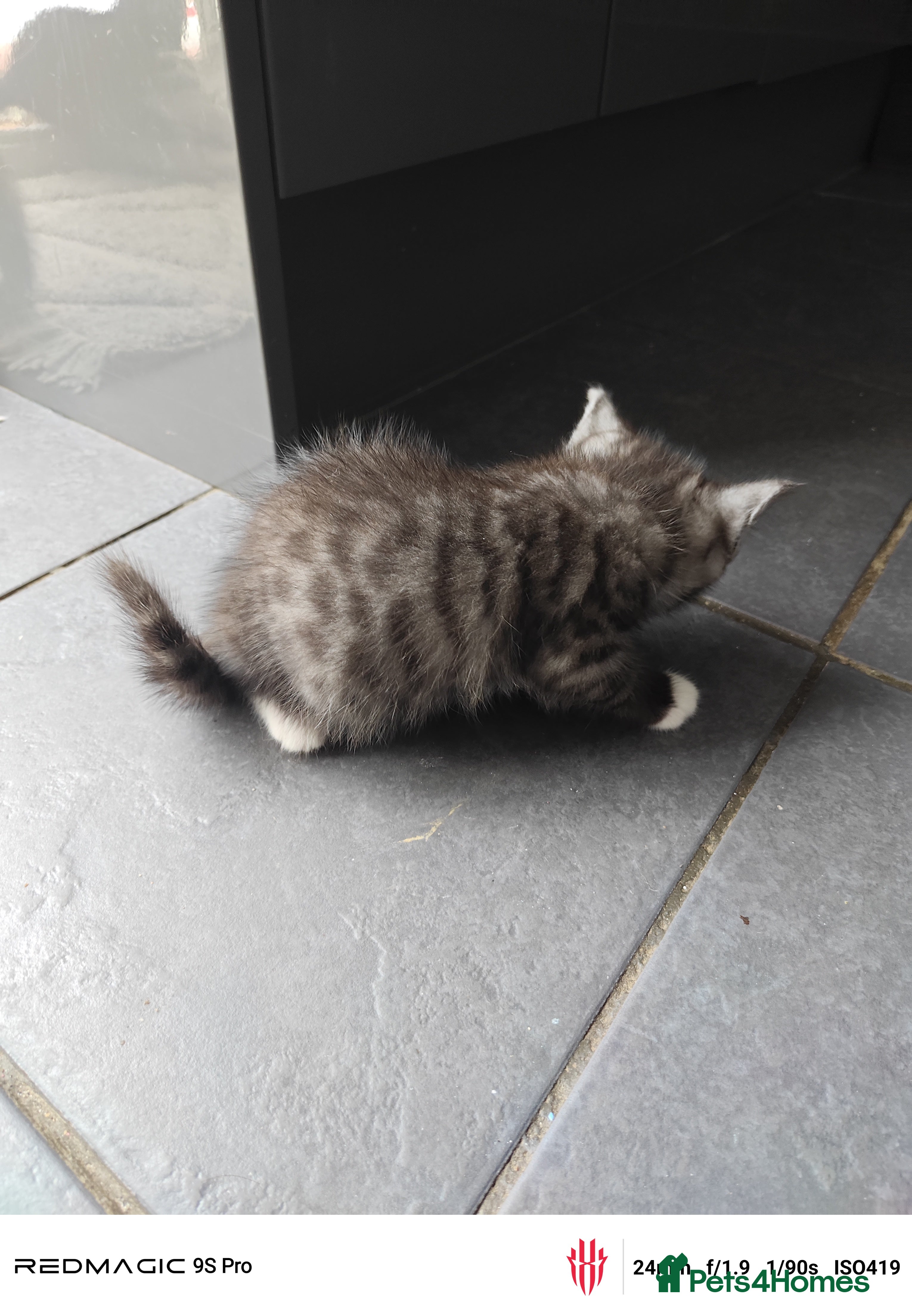 British Shorthair cats for sale: Mixed British Short hair - Advert 22