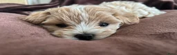 Maltipoo dogs for sale:  **  Korean male champagne and white Maltipoo in Worksop - Advert 7