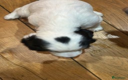 Cocker Spaniel dogs for sale: Beautiful Working Cocker Spaniel puppies - Advert 10