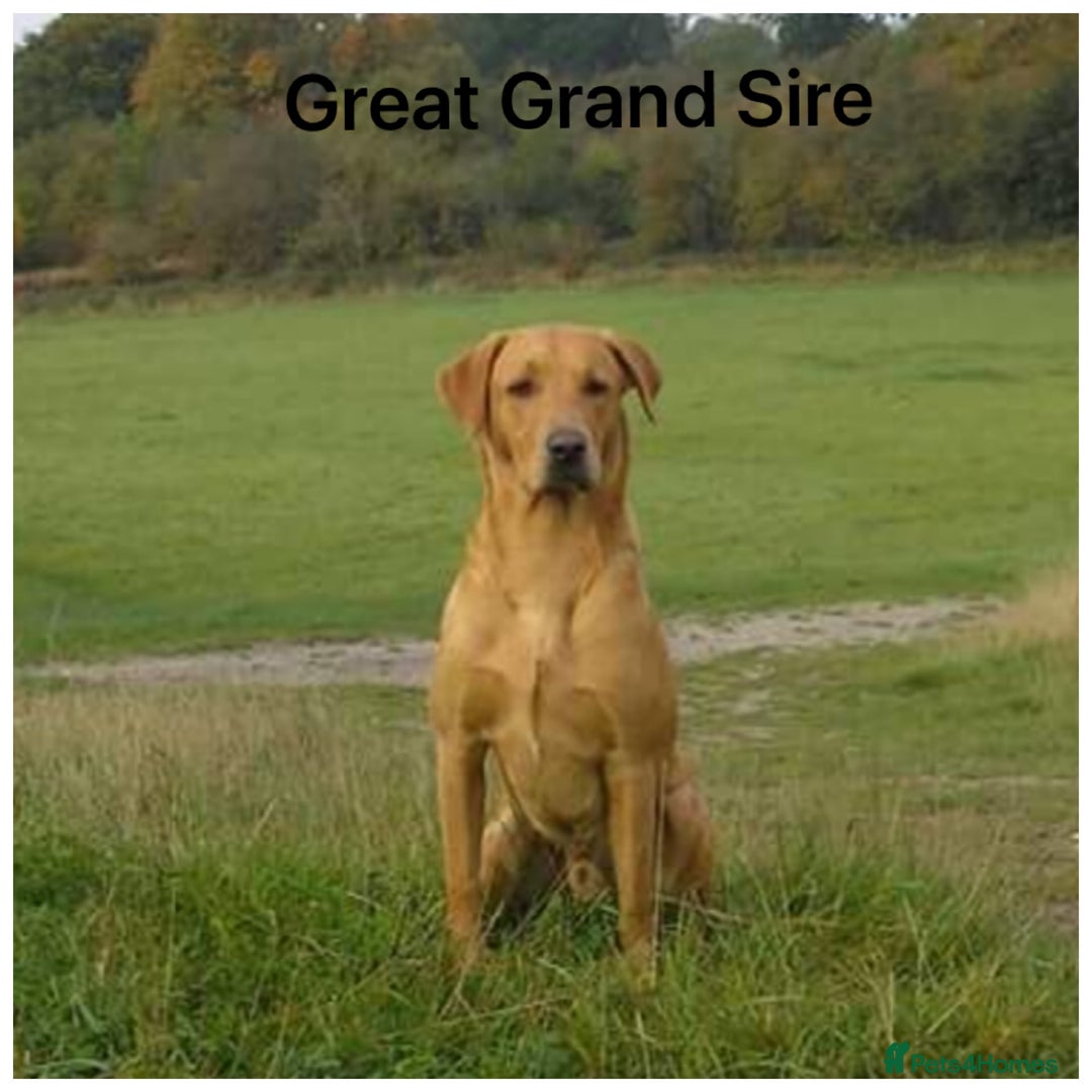 Labrador Retriever dogs for sale: Stunning KC pups,health tested parents&great lines - Advert 20