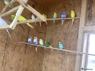 Budgerigars birds 30 adults budgies - Advert 1