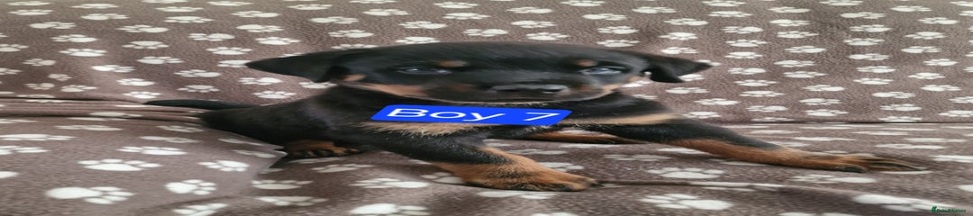 Rottweiler Puppy 1