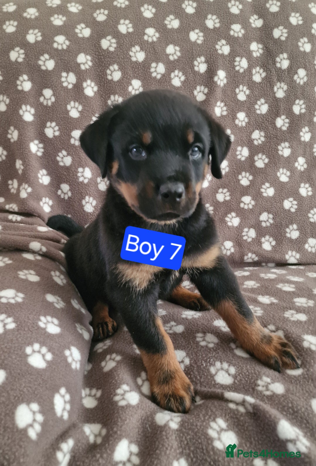 Rottweiler dogs for sale: Kc rottweiler puppies  - Image 6
