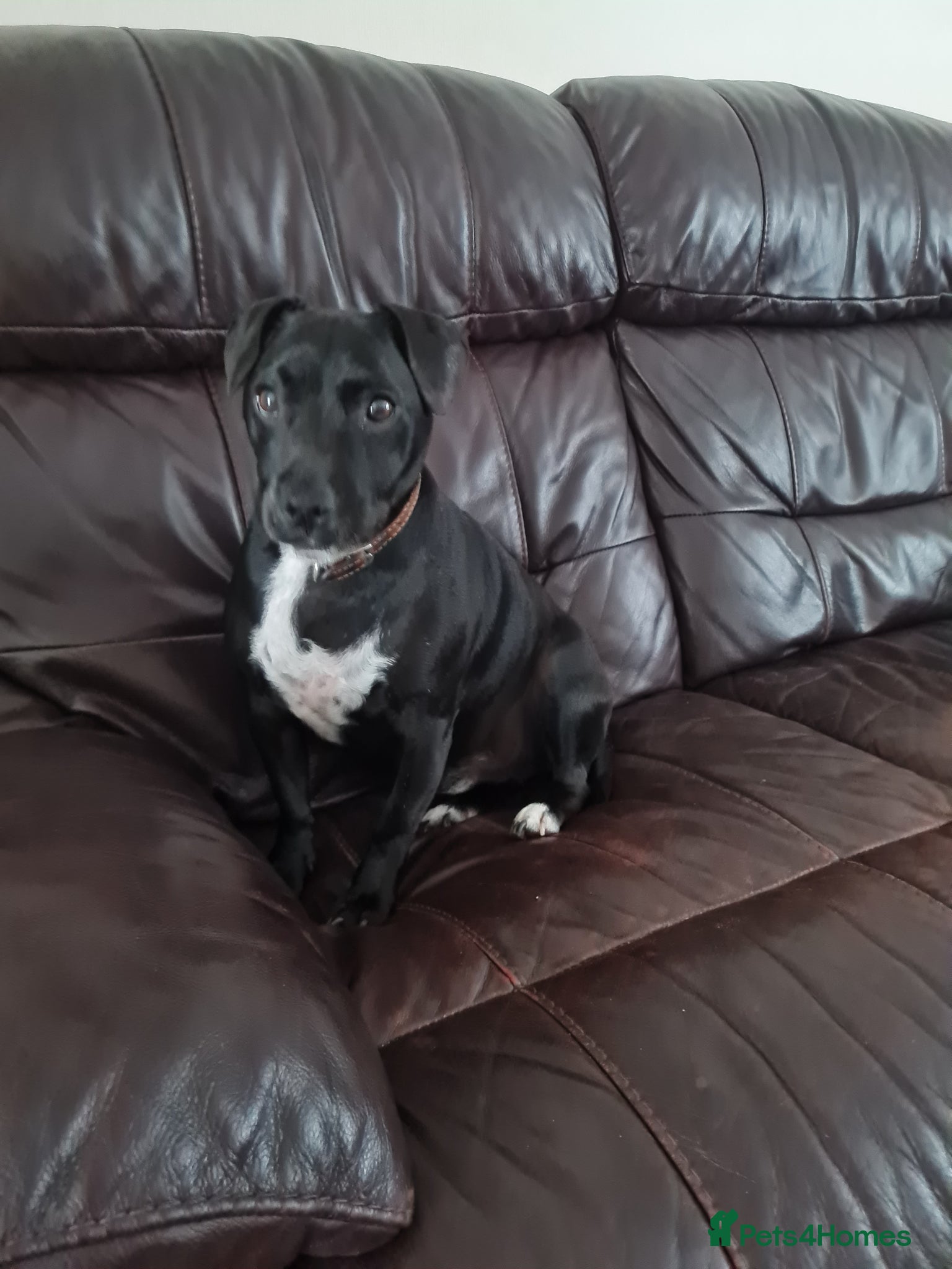 Patterdale Terrier dogs Patterdale Terrier  - Advert 2