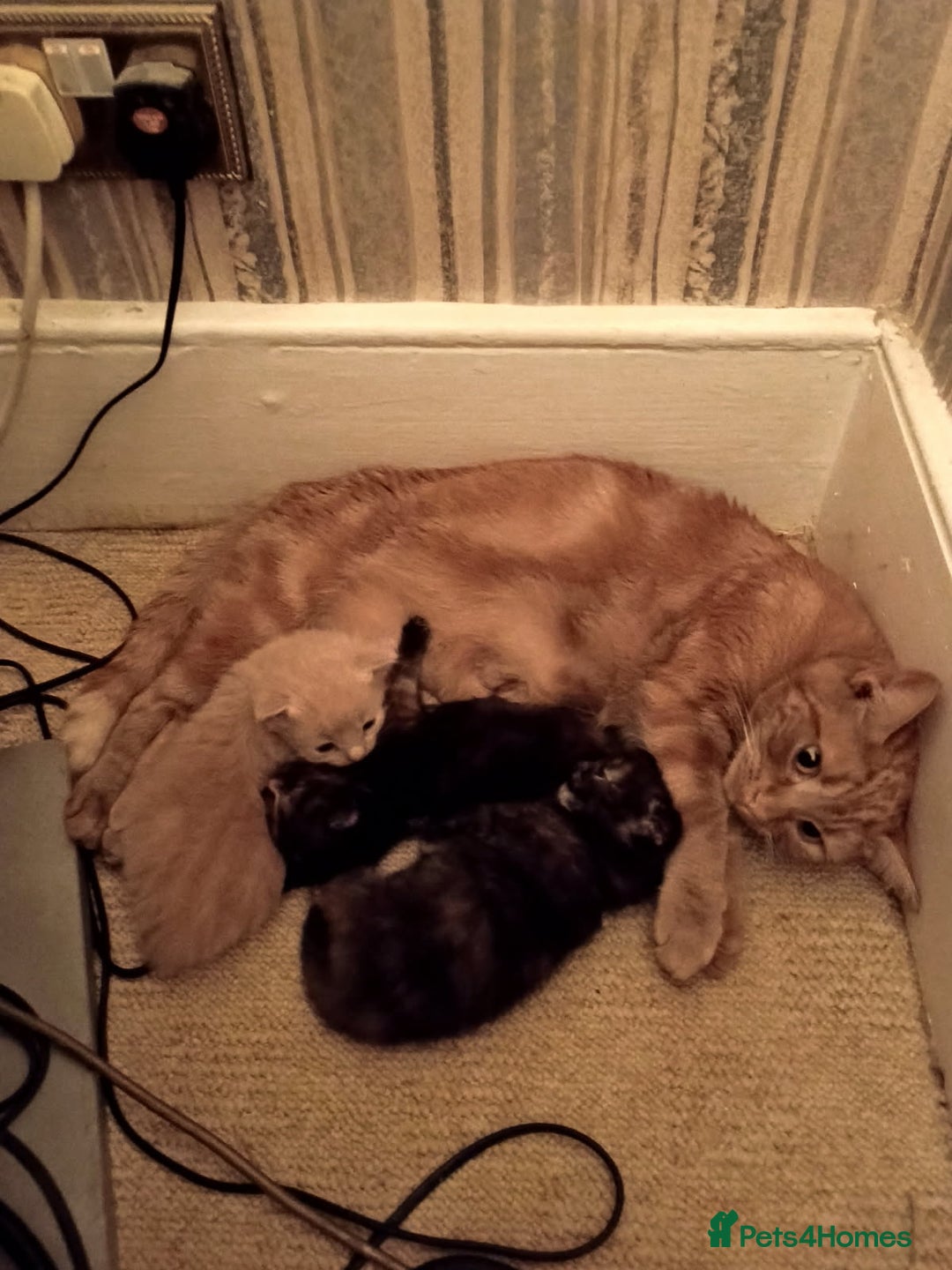 Mixed Breed cats for sale: 3 lovely kittens for new homes  - Advert 2