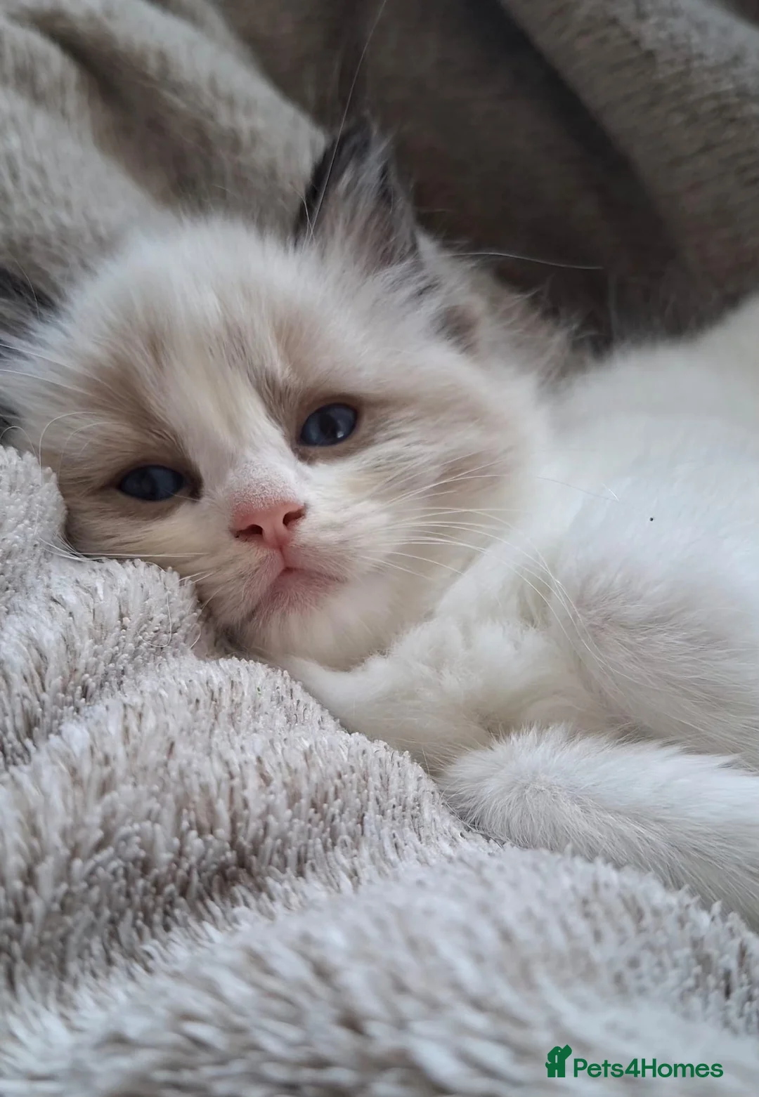 Ragdoll cats for sale: 💙 GCCF Ragdoll Kittens – 4 Girls & 3 Boys 💙 - Advert 33
