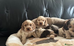 Cocker Spaniel dogs for sale: Outstanding of top quality show type puppies 🌈🐶 - Advert 8