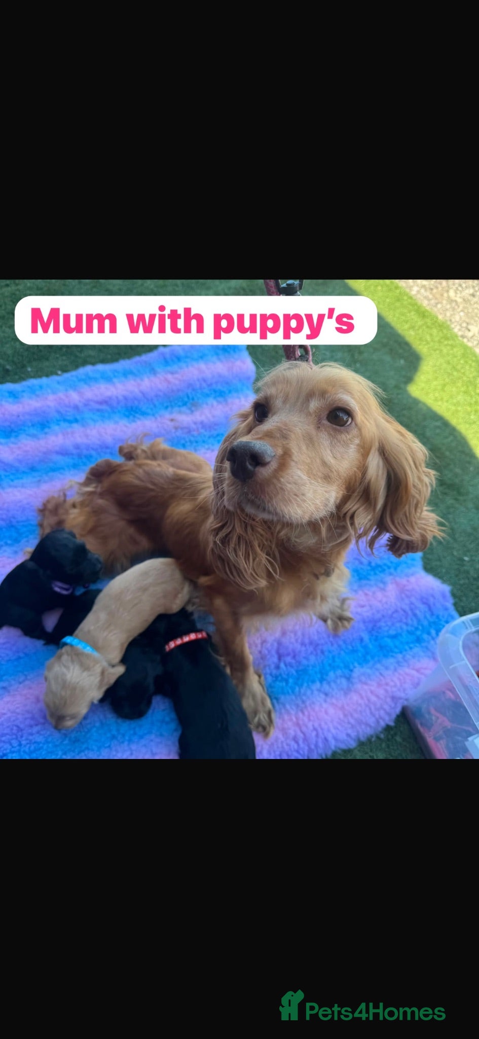 Cocker Spaniel dogs Show type Cocker spaniel puppies  - Advert 12