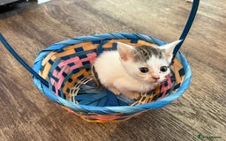 American Shorthair cats for sale: American shorthair x sphynx  - Image 5