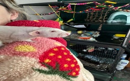 Rat rodents for sale: Pair of Dumbo Rex hairless male Rats - Image 4