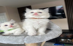 Ragdoll cats for sale: Registered Ragdoll kitttens for sale - Image 35