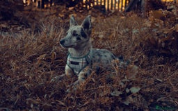 Mixed Breed dogs for adoption: 💙🐶 NICK AND MAILY 🐶💖 - Image 13