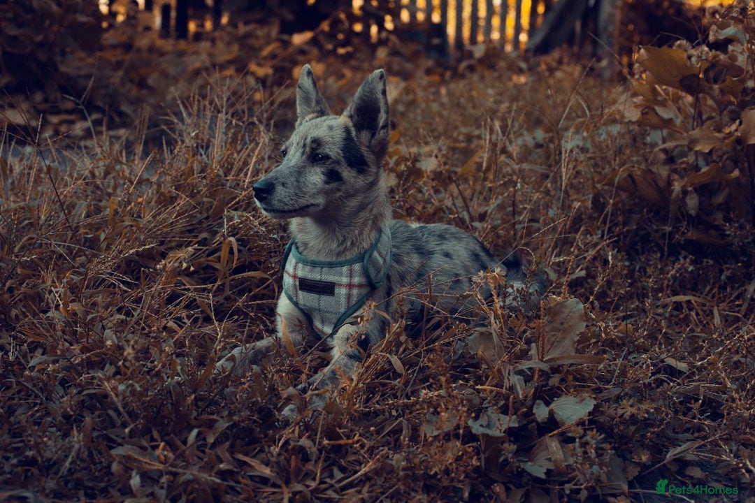 Mixed Breed dogs for adoption: 💙🐶 NICK AND MAILY 🐶💖 - Image 13