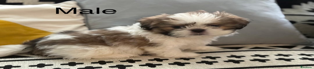 Shih Tzu Puppy 2