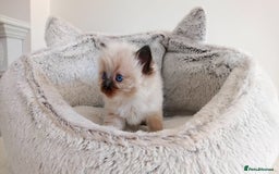 Ragdoll cats for sale: INDOOR FULL PEDIGREE RAGDOLL KITTENS - Image 20