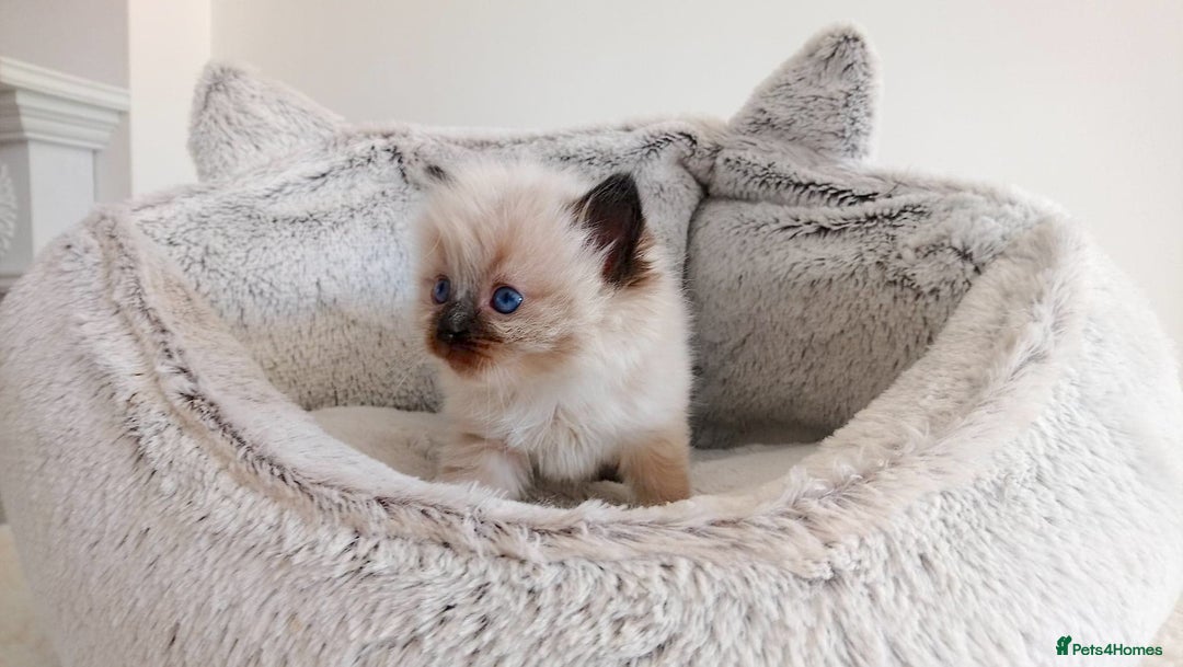 Ragdoll cats for sale: INDOOR FULL PEDIGREE RAGDOLL KITTENS - Image 20