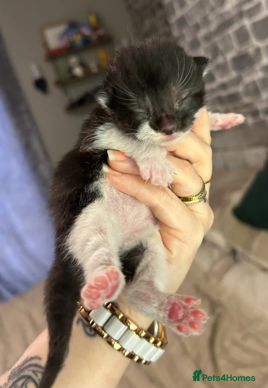 Mixed Breed cats for sale: 3 kittens - Advert 2