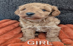Australian Labradoodle dogs for sale: Miniature Australian labradoodles  - Image 9