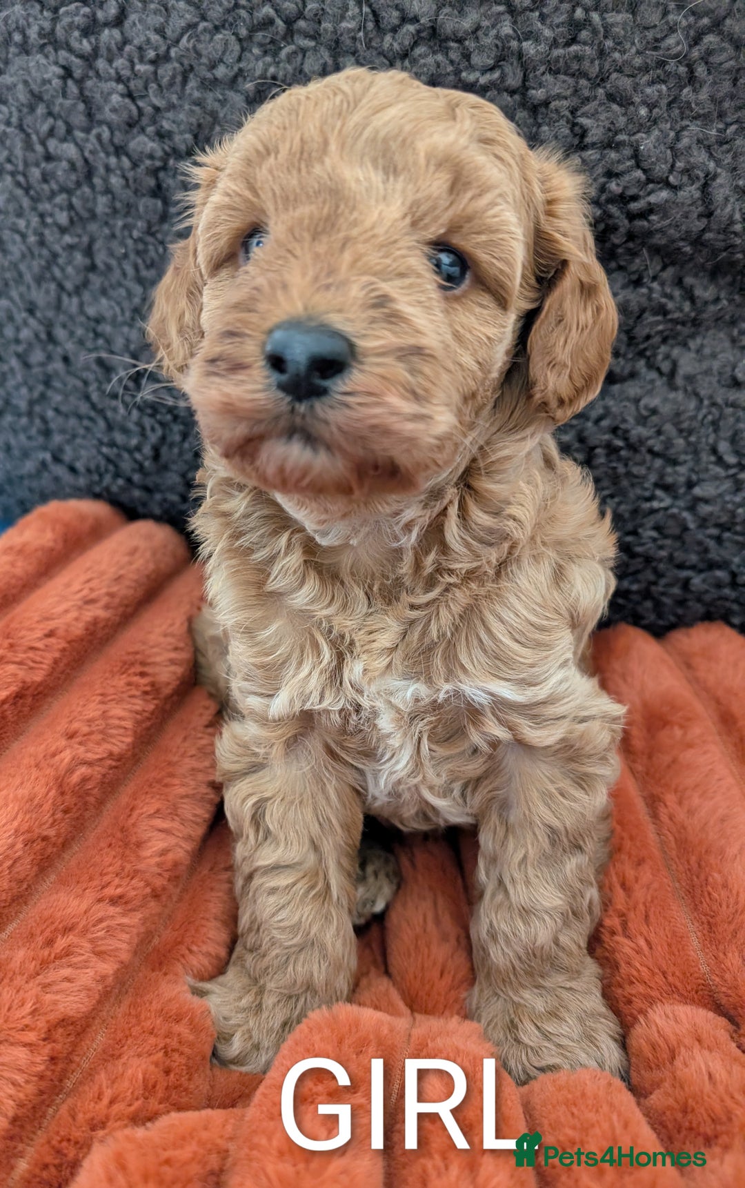 Australian Labradoodle dogs for sale: Miniature Australian labradoodles  - Image 9