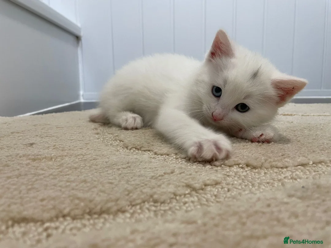 Mixed Breed cats for sale: 4 beautiful kittens  - Advert 2