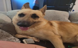 German Shepherd dogs for sale: German shepard boy  - Advert 3