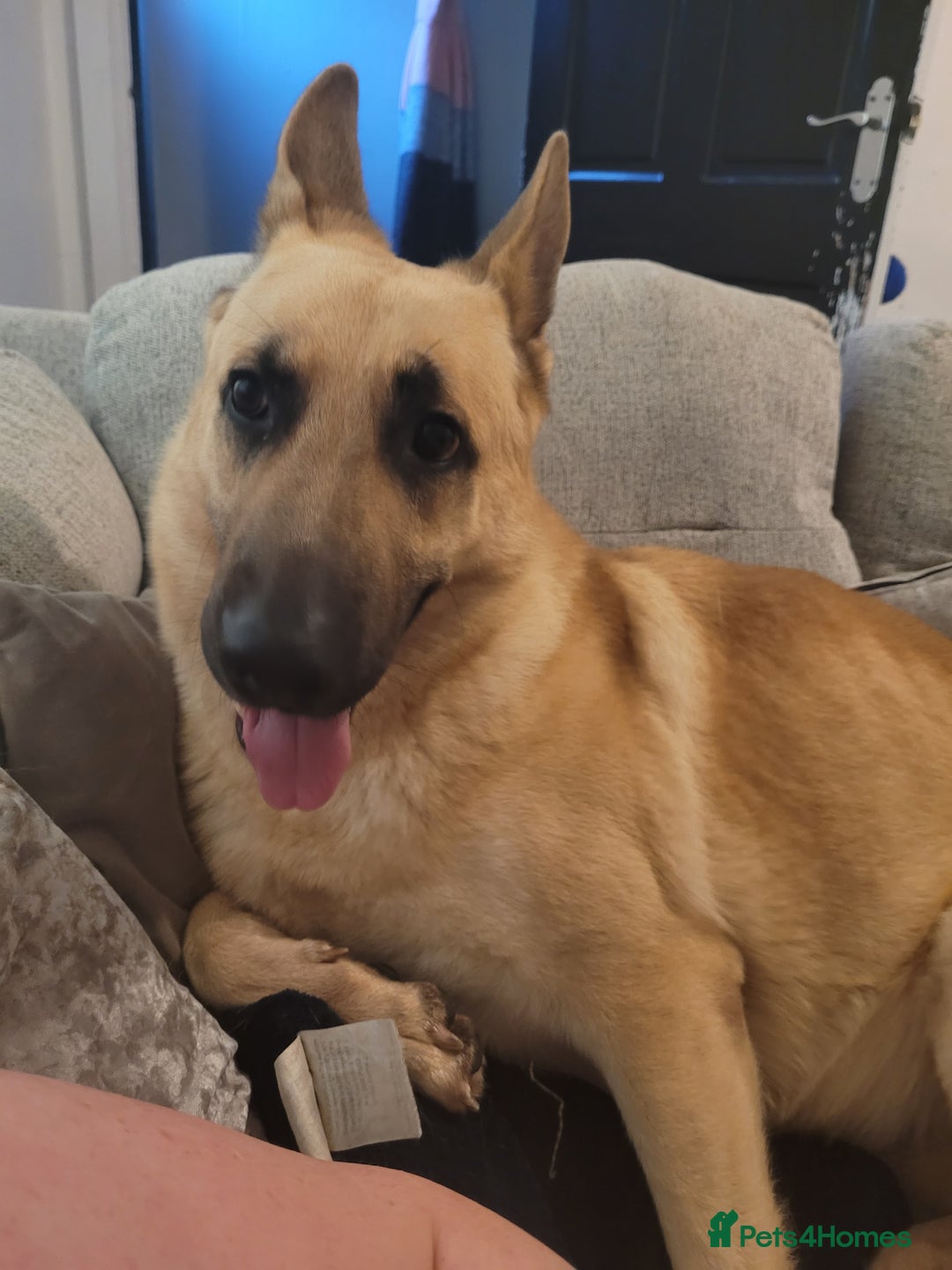 German Shepherd dogs for sale: German shepard boy  - Advert 3