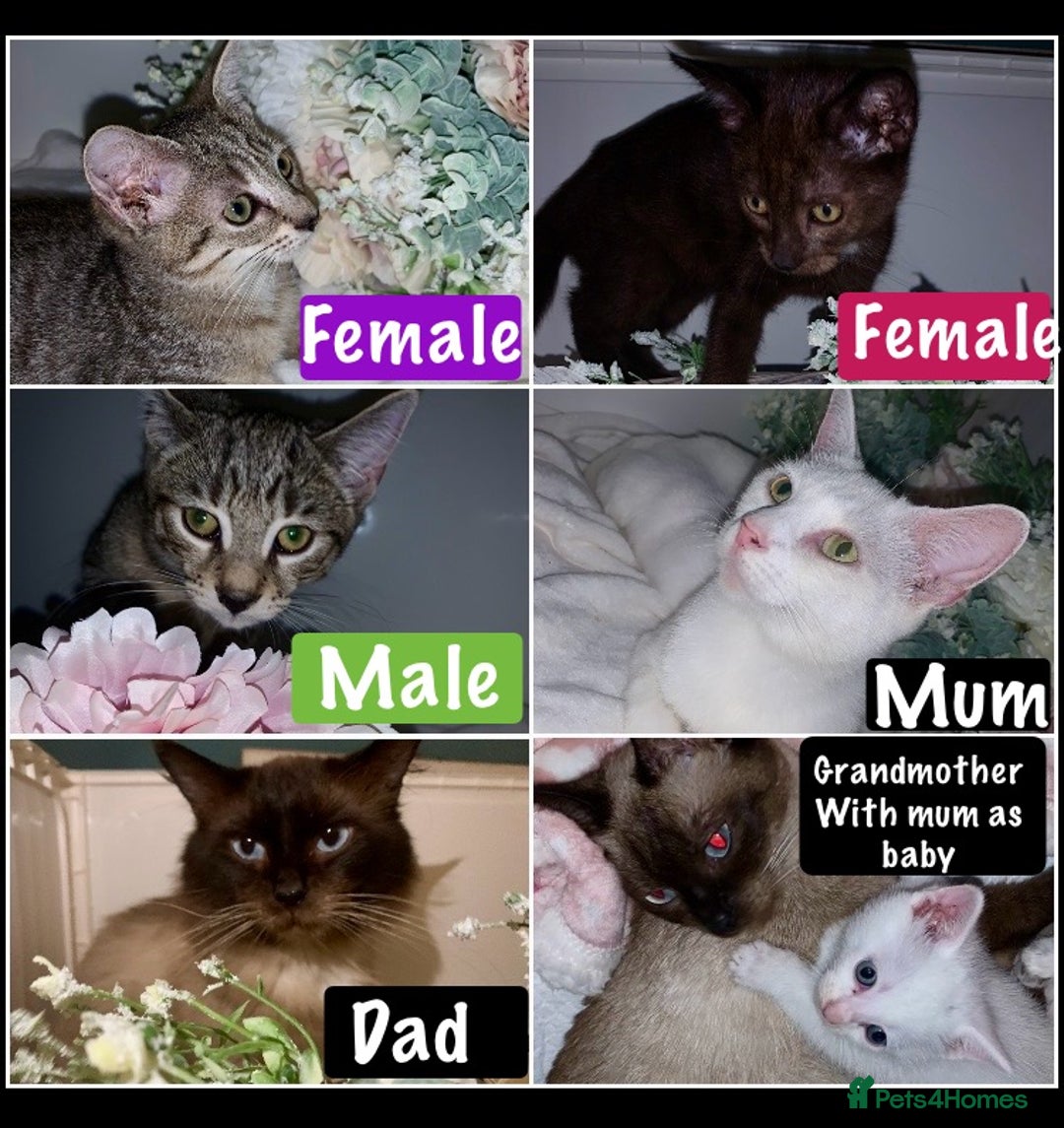 Mixed Breed cats for sale: Beautiful kittens Ready now Open to offers  in Chester - Image 1
