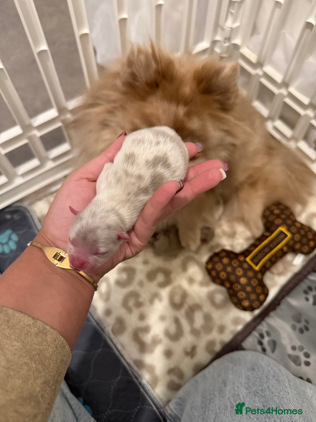 Pomeranian dogs for sale: Small & Fluffy Pomeranian Puppies Ready to Reserve - Advert 16