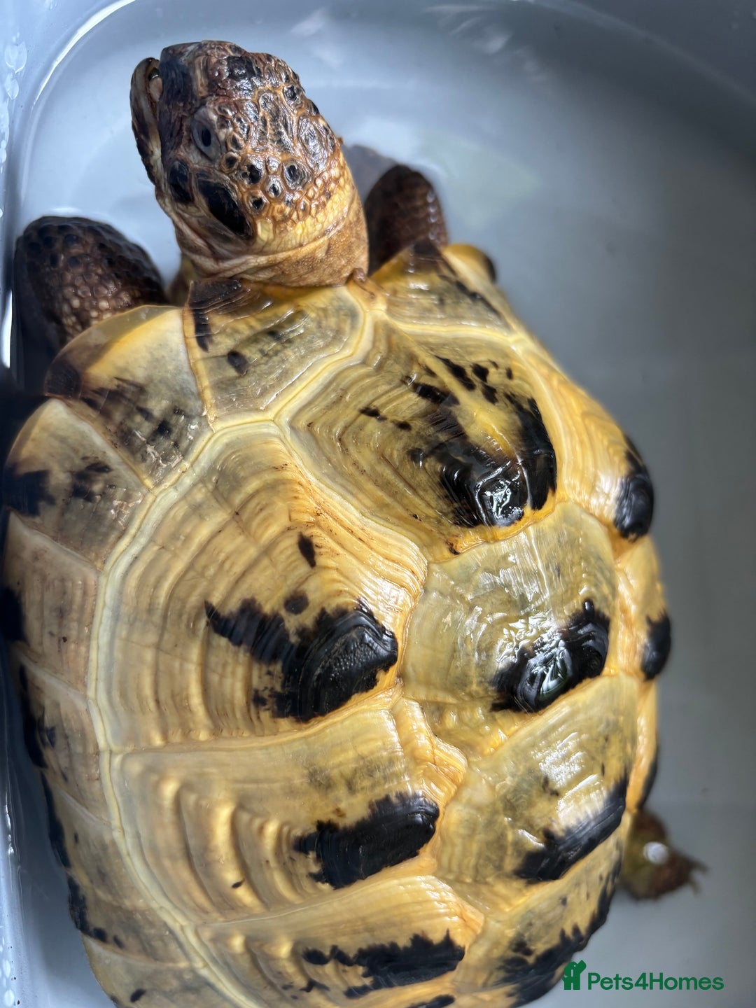 Tortoise reptiles for sale: 5 year old Russian tortoise  - Image 2