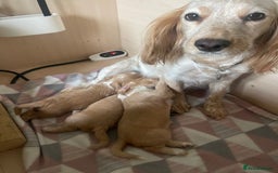 Cocker Spaniel dogs for sale: KC REGISTERED COCKER SPANIELS  - Image 10