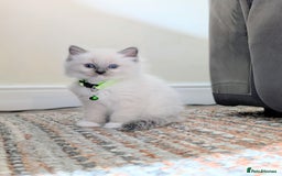 Ragdoll cats for sale: 🏆 🐾 Tica Registered EU Ragdoll Kittens 🐈 🏆 - Image 5